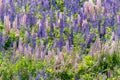 Lupinus, lupin, lupine field with pink purple and blue flowers. Bunch of lupines summer flower background Royalty Free Stock Photo