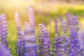 Lupinus, lupin, lupine field with pink purple and blue flowers. Bunch of lupines summer flower background Royalty Free Stock Photo