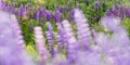 Lupinus, lupin, lupine field with pink purple and blue flowers. Bunch of lupines summer flower background Royalty Free Stock Photo