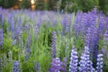 Lupinus, lupin, lupine field with pink purple and blue flowers. Bunch of lupines summer flower background Royalty Free Stock Photo