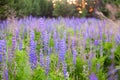 Lupinus, lupin, lupine field with pink purple and blue flowers. Bunch of lupines summer flower background Royalty Free Stock Photo