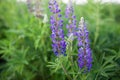 Lupinus, lupin, lupine field with pink purple and blue flowers. Bunch of lupines summer flower background. Blooming lupine flowers Royalty Free Stock Photo