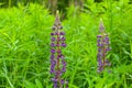 Lupinus, lupin, lupine field with pink purple and blue flowers Royalty Free Stock Photo