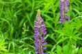 Lupinus, lupin, lupine field with pink purple and blue flowers Royalty Free Stock Photo