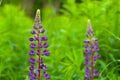 Lupinus, lupin, lupine field with pink purple and blue flowers Royalty Free Stock Photo