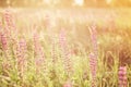 Lupinus, lupin, lupine field with purple flowers at evening sunset. Bunch of lupines summer flowers natural background Royalty Free Stock Photo