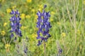 Lupinus, lupin or lupine and rapeseed, rape, oilseed rape. Springblooming in Israel. Field of wildflowers