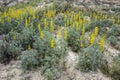 Lupinus luteus, comunly known as annual yellow-lupin. Royalty Free Stock Photo