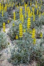 Lupinus luteus, comunly known as annual yellow-lupin. Royalty Free Stock Photo