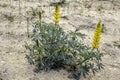 Lupinus luteus, comunly known as annual yellow-lupin.