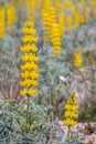 Lupinus luteus, comunly known as annual yellow-lupin. Royalty Free Stock Photo