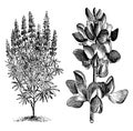 Lupinus Mutabilis Cruikshankii vintage illustration
