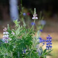 Sky Lupine Garden Flowers