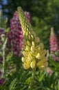 Lupinus perennis flowers in bloom