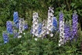 Lupinus perennis. lupines. lupins growing in a garden Royalty Free Stock Photo