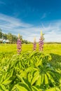 Lupinus perennis, in meadow against sky with blue spots and veil clouds