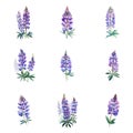 Lupinus polyphyllu.Watercolor lupine flowers on a white background.Vector illustration.