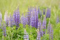 Lupinus polyphyllus Royalty Free Stock Photo