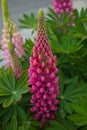 Lupinus polyphyllus in China - Lupin flowers Royalty Free Stock Photo