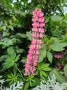 Lupinus polyphyllus or garden lupin pink flower in the garden design