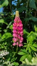 Lupinus polyphyllus or garden lupin pink flower in the garden design