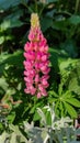 Lupinus polyphyllus or garden lupin pink flower in the garden design