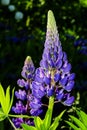 Lupinus polyphyllus, lupine Royalty Free Stock Photo