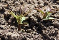 Lupinus sprouts on the beds Royalty Free Stock Photo