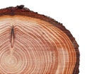 Lurch tree trunk cross cut wood texture