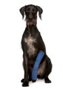 Lurcher, with arm cast sitting