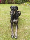 Lurcher dog breed lying in a garden Royalty Free Stock Photo