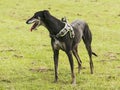 Lurcher dog wearing a harness and standing in a field Royalty Free Stock Photo