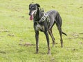 Lurcher dog wearing a harness and standing in a field Royalty Free Stock Photo