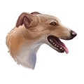 Lurcher dog, offspring of sighthound mated with pastoral breed or terrier, digital art illustration of cute canine animal. Brown Royalty Free Stock Photo