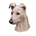 Lurcher dog, offspring of sighthound mated with pastoral breed or terrier, digital art illustration of cute canine Royalty Free Stock Photo