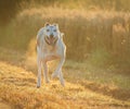 Lurcher dog