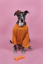 Lurcher dog supports Dutch soccer or football team with orange shirt and attributes Royalty Free Stock Photo