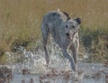 Lurcher Dog in Water Royalty Free Stock Photo