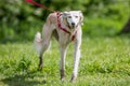 Lurcher full body portrait white and light brown in a field Royalty Free Stock Photo