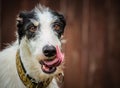 Lurcher dog licking lips