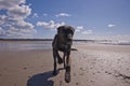 Lurcher puppy running in to the lick