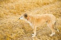 A Lurcher in a stubble field.. Royalty Free Stock Photo