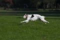 Lure coursing Royalty Free Stock Photo