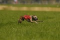 Lure coursing Royalty Free Stock Photo