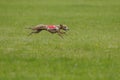 Lure coursing Royalty Free Stock Photo