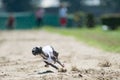 Lure coursing