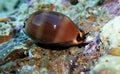 Mediterranean Sea Snail shell mollusk - Luria lurida