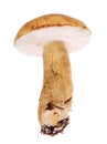 Lurid bolete isolated on white Royalty Free Stock Photo