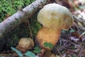 The Lurid Bolete (Suillellus luridus) is an edible mushroom