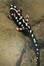 Luristan newt Royalty Free Stock Photo